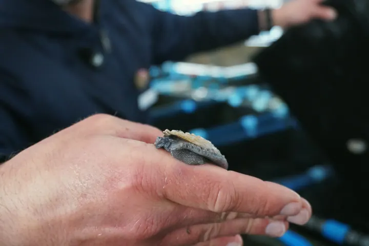 A small abalone resting on a person’s hand during a farm visit