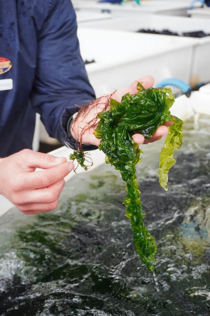 Hands holding bright green seaweed over a tank during an abalone farm visit