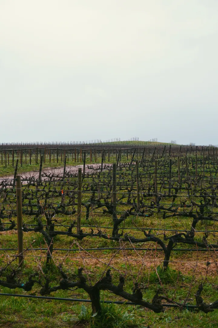 Rows of vines with the mountains behind Creation Wines