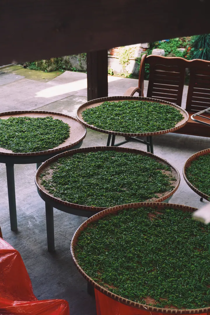 Fresh tea leaves spread over round woven bamboo trays in Hangzhou