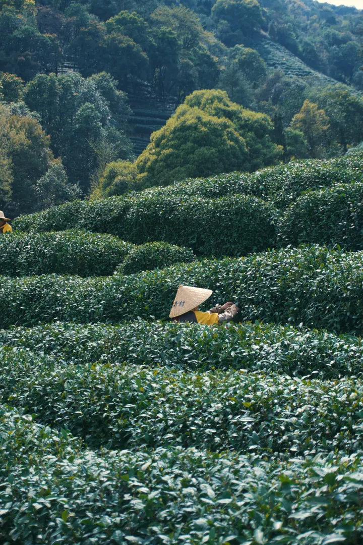 A tea picker among the green tea bushes outside Hangzhou