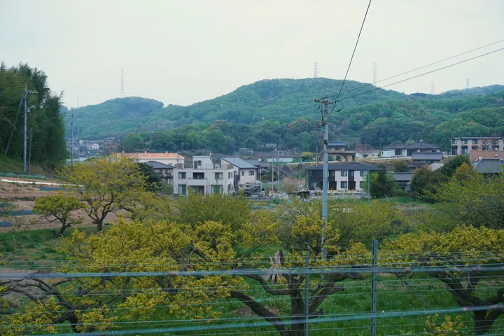 Rows of vines on a hillside with green mountains beyond