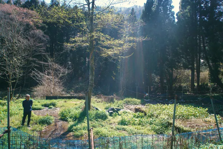 A person standing beside green wasabi beds beneath tall trees in Japan
