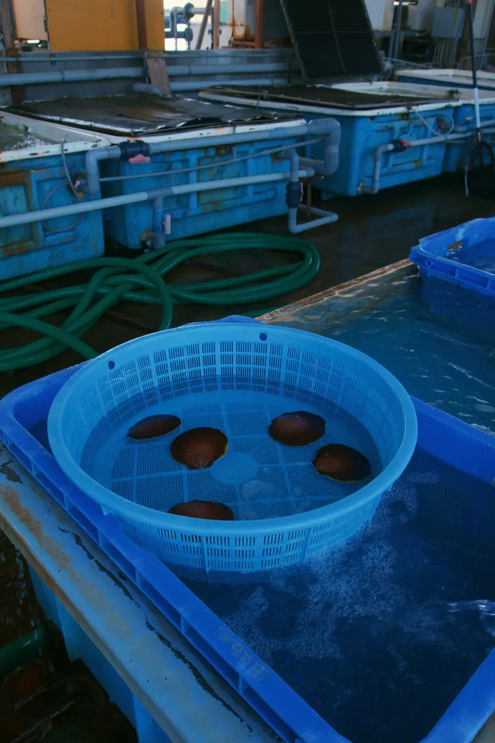 Shellfish in a blue basket floating in a tank inside a seafood facility