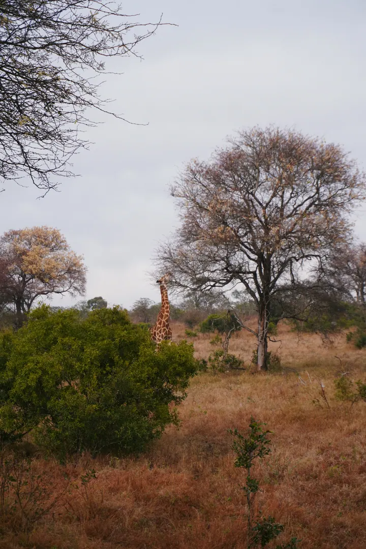 Trees and dry grass in the bush at Kruger