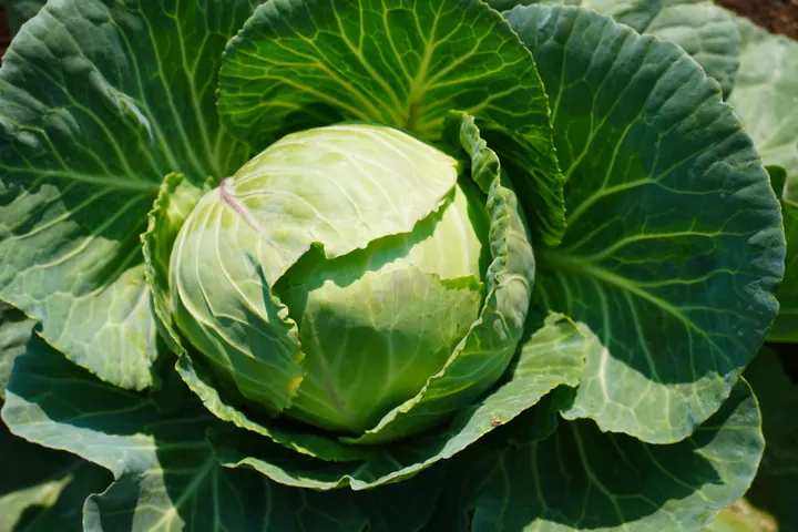 A green cabbage growing in the Few & Far farm