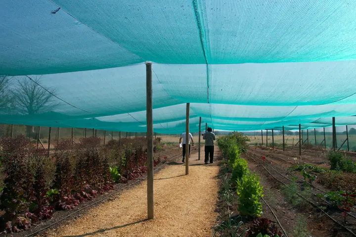 Rows of vegetables growing under shade netting at the Few & Far farm
