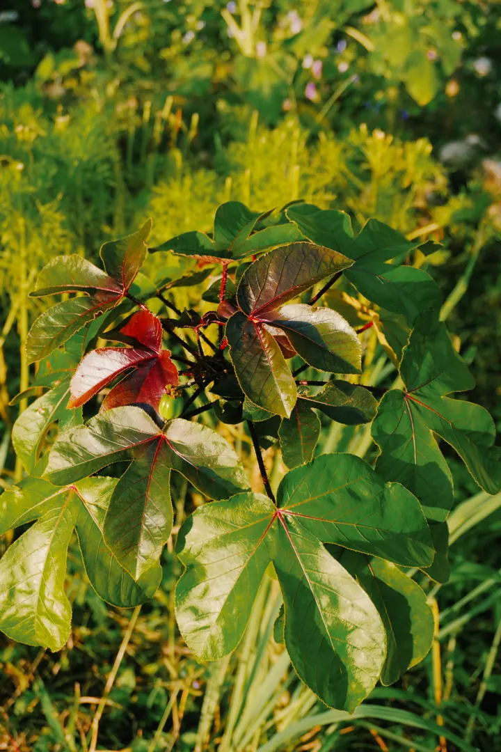 Red and green chiles growing among leaves in the Cap Karoso garden